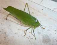 Leaf cricket (sic)